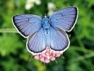 Modrásek lesní (Polyommatus semiargus) přežívá v Podyjí na jediné lokalitě. Foto M. Švestka