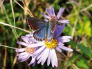 Početnost dříve vzácného druhu modráska jetelového (Polyommatus bellargus) se v posledních letech v Podyjí zvyšuje. Foto M. Švestka