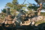 Dvě mláďata orla mořského  (Haliaeetus albicilla) na hnízdě společně  s adoptovaným mládětem káně lesní (Buteo buteo, vpravo) u obce Hrachoviště v jižních Čechách (květen 2007). Foto J. Mráz