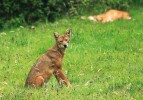 Mladý kojot se po vyrušení fotografujícím člověkem posadil. Foto I. Literák