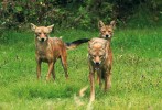 Kojoti postupují k fotografovi. Jeden z rodičů je vpředu před mládětem,  druhý dospělec vlevo (blíže v textu). Foto I. Literák