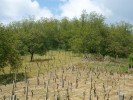 Stabilní maloplošná akátina  v zemědělské krajině Pálavy. Foto M. Vítková