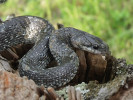 Užovka stromová (Zamenis longissimus), forma subgrisea. Národní park Ðerdap, Srbsko. Foto I. Kocourek