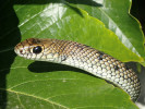 Štíhlovka kaspická (Dolichophis caspius) s netypicky sníženým obsahem žlutých pigmentů. Pestani, Severní Makedonie. Foto I. Kocourek