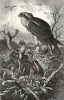 Obratný lovec ryb orlovec říční (Pandion haliaetus) propůjčil své anglické jméno Osprey neméně obratnému letadlu s překlopnými motory V–22 Osprey. Orig. A. Brehm, Život zvířat (Praha 1927).