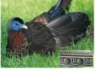 Bažant argus okatý (Argusianus argus) z Malajského poloostrova, Sumatry a Bornea napodobuje skvrnami na peří  stookého Arga (viz vložený detail). Samci mají až 125 cm dlouhá ocasní pera. Foto V. Motyčka