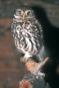 Sýček obecný (Athene noctua) je odedávna považován za sice moudrého (jako bohyně Athéna), ale současně chmurného posla špatných zpráv – proto neradi slyšíme „sýčkování“. Jeho populaci  ve střední Evropě postihl v posledních  desetiletích téměř 90% pokles početnosti.