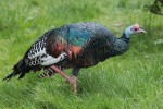 Hrabavý pták krocan paví (Meleagris ocellata) z deštných lesů Yucatánského poloostrova nese na svém opeření slzy zarmoucených sester Meleagroven. Foto V. Motyčka