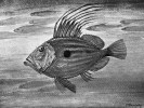 Pilobřich ostnitý (Zeus faber) – živoucí připomínka vládce bohů Dia – obývá různé oceány i Středozemní a Černé moře. Dorůstá až 90 cm. Současně ho řadíme mezi tzv. ryby sv. Petra. Tmavé skvrny na obou bocích jsou údajné otisky prstů apoštola Petra, který na pokyn Ježíše vytáhl z vody rybu, a ta měla v tlamě minci. Peníz poté použili na zaplacení chrámové daně (biblické Matoušovo evangelium, kap. 17, verš 27).