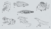 Fiktivní portrét stookého hlídače Arga (a). Kanic tmavý (Cephalopholis argus) z Indického a Tichého oceánu (b). Kaložrout skvrnitý (Scatophagus argus) ze sladkých, brakických i slaných vod stejné oblasti (c). Sladkovodní hadohlavec skvrnitý (Channa argus) je původní ve východní Asii, jako problematický invazní druh se projevuje v Severní Americe (d). Africká rákosnička páskovaná (Hyperolius argus) se podobá rosničkám, ale jde o zástupce jiné čeledi (e). Gekon Cnemaspis argus známý pouze z jediné lokality v Malajsii (f). Australský a novoguinejský varan žlutoskvrnný (Varanus panoptes) byl pojmenován  podle Argovy přezdívky Panoptés (Vševidoucí). Anglické jméno tohoto varana zní Argus Monitor (g). Orig. T. Pavlík 