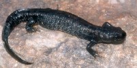 Evropský čolek velký (Triturus cristatus) se svým jménem hlásí k vodnímu bohu Trítónovi, který troubením  na lasturu vyvolával nebo tišil mořské bouře. V současnosti jde o kriticky ohrožený druh obojživelníka, kvůli němuž jsou vyhlašovány evropsky významné lokality soustavy Natura 2000. Foto V. Motyčka