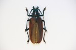 Největší brouk světa – jihoamerický tesařík titan obrovský (Titanus giganteus) dosahuje délky 14–17 cm (údaje o délce až 22 cm zůstávají nepotvrzené). Foto L. Pavlík