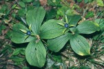 Vytrvalá bylina z vlhkých listnatých lesů vraní oko čtyřlisté (Paris quadrifolia) se dříve nazývala podle tvaru přeslenu crux Christi, Kristův kříž. Foto V. Motyčka