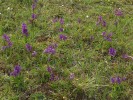 Mohutná populace vstavače kukačky (Orchis morio) na dně bývalého lomu na Komorní hůrce u Chebu. Foto K. Prach
