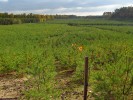 Monotónní výsadby borovice lesní (Pinus sylvestris) v pískovně Stráž nad Nežárkou. Foto K. Vítovcová