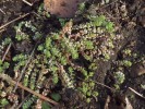 Výskyt kriticky ohroženého nehtovce přeslenitého (Illecebrum verticillatum) ve vytěženém rašeliništi Vlčí jámy na Šumavě,, který zde našel náhradní stanoviště na holé rašelině. Foto K. Vítovcová
