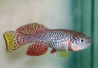 Kříženec mezi sesterskými druhy Nothobranchius furzeri a N. kadleci. Foto M. Reichard