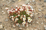 Lomikámen trsnatý (Saxifraga cespitosa). Lomikamenovité (Saxifragaceae) jsou čeledí dvouděložných rostlin, která má velmi bohatou diverzitu a četnost v arkticko-alpínském prostředí. Foto z archivu Centra polární ekologie Přírodovědecké fakulty Jihočeské univerzity v Českých Budějovicích