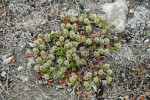 Vrba polární (Salix polaris) – běžný druh ve vysoké Arktidě včetně Svalbardu. Foto z archivu Centra polární ekologie Přírodovědecké fakulty Jihočeské univerzity v Českých Budějovicích