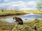 Arktická krajina během oteplení v pliocénu asi před čtyřmi miliony let, rekonstruovaná na základě paleontologické lokality Beaver Pond na Ellesmerově ostrově. Lokalita zahrnovala rašeliniště až jezero poblíž vodního toku, obklopené převážně modřínovým lesem s vyhynulým druhem modřínu Larix groenlandii s příměsí břízy, vrby, olše, borovice, smrku aj. Podle kosterních nálezů se zde vyskytoval drobný jelen, kůň, medvěd, rejsek, králík, jezevec nebo velbloud. Jezero obýval drobný bobr rodu Dipoides, po kterém se zachovaly i okusy kmínků a větví. Schopnost stavět hráze sice nebyla u tohoto bobra přímo potvrzena nálezy, ale lze ji předpokládat jako strategii nutnou k přežití v chladném podnebí (hlubší voda uchovávala dřevní potravu před zmrznutím). Průměrná roční teplota na lokalitě byla stanovena na –1,4 °C, tedy asi o 18 °C více než v současnosti. Ellesmerův ostrov dnes tvoří mrazová poušť, jeho poloha mezi 76. a 83. rovnoběžkou se od pliocénu téměř nezměnila. Orig. J. R. Teichmann, významný představitel českého paleoartu. Obraz vlastní Canadian Museum of Nature, které laskavě svolilo k uveřejnění reprodukce.