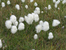 Raný kolonizátor vlhké tundry –   poddruh suchopýru Scheuchzerova   Eriophorum scheuchzeri subsp. arcticum. Foto M. Hanáček