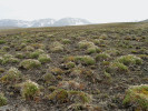  Kopečková tundra s dryádkou osmiplátečnou (Dryas octopetala). Zmíněný  typ tundrové vegetace charakterizuje ne  pravidelný mikroreliéf drobných vyvýšenin (kopečků, hummocks) a sníženin. Tento reliéf vzniká především v důsledku  kryogenních procesů, zejména opakovaného zamrzání a rozmrzání půdy.  Foto M. Hanáček