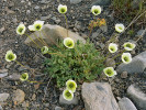  Adaptace na arktické prostředí   u druhu Oreomecon dahliana z čeledi  makovitých (Papaveraceae) – parabolické  květy, které koncentrují sluneční paprsky  do středu květu, kde se nacházejí reprodukční orgány, a chlupaté listy v přízemní  růžici jako ochrana před chladem. Foto M. Hanáček