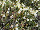  Kasiope čtyřhranná (Cassiope tetragona) je často považována za druh   pozdních sukcesních stadií tundrové  vegetace, kde vytváří relativně stabilní  keříčková společenstva. Foto M. Hanáček