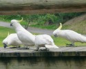 Ve východní a severní Austrálii  rozšířený kakadu žlutočečelatý (Cacatua galerita). Foto L. Hanel