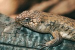 Scinci příbuzných rodů Egernia a Bellatorias bývají mohutní ještěři. Foto L. Hanel