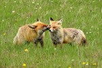 Samec lišky obecné (Vulpes vulpes) provádí grooming srsti (očistu,  odstraňování ektoparazitů) samici  na tváři v blízkosti oka.  Pohoří Ostrôžky (Javorie) na středním Slovensku, duben 2016. Foto I. Literák