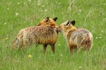 Samice čistí samce na zádech. Pohoří Ostrôžky (Javorie) na středním Slovensku, duben 2016. Foto I. Literák