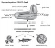 Editace genomu – způsob, jakým lze upravovat genomy obratlovců pomocí CRISPR-Cas9 systému. Příslušná sekvence DNA je rozeznána enzymem Cas9,  kterému je „podstrčena“ uměle vytvořená RNA (guide RNA) o zvolené sekvenci.  Na základě sekvenční podobnosti  guide RNA a genomové RNA potom  Cas9 rozezná a vystřihne konkrétní vybranou část genu. Tato část (určitá sekvence) může být následně opravena za použití přidané donorové DNA. Podle různých zdrojů kreslila M. Chumchalová