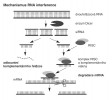 Schematické znázornění mechanismu RNA interference. Dvouřetězcová RNA  je rozpoznána enzymem Dicer, který  ji naštěpí na menší fragmenty  (small interfering RNA, siRNA),  následně zpracované komplexem RISC (RNA-Induced Silencing Complex).  Tento komplex porovnává sekvenci  siRNA a sekvence různých mediátorových RNA (mRNA) v buňce. Pokud  najde shodu, odpovídající mRNA  je degradována. Podle různých zdrojů kreslila M. Chumchalová