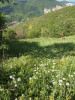 Středně starý úhor s paprskou velkokvětou (Orlaya grandiflora). Foto P. Kovář