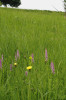 Travnaté úhory hostí řadu orchidejí, např. pětiprstku hustokvětou (Gymnadenia densiflora). Foto A. Veselý
