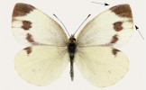Samice běláska jižního (Pieris mannii). Foto Z. Laštůvka