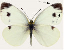 Samec běláska jižního (Pieris mannii). Šipky označují skvrnu v apexu (špičce předního křídla) a její spodní okraj vůči skvrně uprostřed křídla. Ta bývá hranatá (viz také obr. 4). Jde o jedny ze znaků, které umožňují odlišení druhu od jiných bělásků. Blíže v textu. Foto Z. Laštůvka