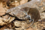 Bělozubka tmavá (Crocidura russula). Foto M. Berroneau