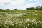 Heřmánkovec nevonný dominující vegetaci  na poli čerstvě ponechaném ladem. Východoslovenská nížina. Foto M. Čertner