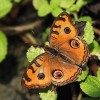 Babočka Junonia almana – typický obyvatel otevřených stanovišť. Foto P. Kočárek