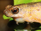 Detail hlavy ropuchy ansonie drobné (Ansonia minuta) s ektoparazitickými koutulemi rodu Sycorax. Foto Z. Mačát