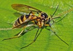 Nově popsaná bedlobytka  Leptomorphus sevciki je s délkou těla  20 mm největším známým zástupcem čeledi Mycetophilidae na světě.  Foto J. Ševčík