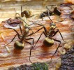 Mravenci rodu Polyrhachis nemají žihadlo, zato dokážou případné útočníky odradit kousnutím v kombinaci  s postřikem kyselinou mravenčí. Foto P. Kočárek