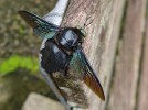 Drvodělka Xylocopa latipes je  s délkou 3,5 cm jednou z největších včel světa. Podobně jako naše druhy samička klade vajíčka do dutin ve dřevě, které vyhloubí kusadly. Foto O. Machač