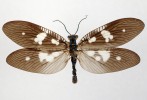 Střechatka Protohermes spectabilis byla popsána v r. 2008. Jméno druhu poukazuje na jeho netypicky kontrastní kresbu křídel. Jde o první doložený výskyt této střechatky (Megaloptera) v Bruneji. Foto T. Kuras