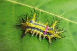 Jedové ostny housenek převážně tropické čeledi slimákovcovitých (Limacodidae) působí palčivou bolest. V noci aktivní motýli imitují zaschlé listy. Foto P. Kočárek
