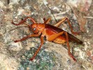 Mohutná kobylka Capnogryllacris funebris z čeledi Gryllacrididae. Foto F. Trnka