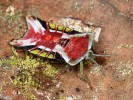 Nymfy velekněžice rodu Tessaratoma nám připomínaly elektronický čip. Dospělci již tak tvarově a barevně bizarní nejsou, vypadají jako vcelku běžné kněžice. Foto F. Trnka