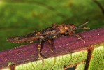 Strašilky rodu Planispectrum dorůstají pouze kolem 2 cm a žijí v lesním opadu, kde se živí tlejícím listím. Foto P. Kočárek